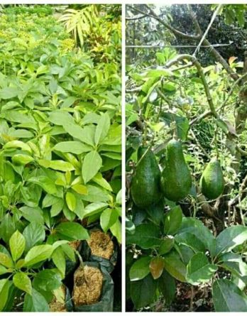 Dijual Bibit Cangkok Alpukat Lonjong Berkualitas