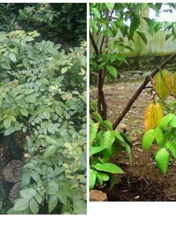 Dijual Bibit Belimbing Cangkok Cepat Berbuah