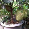 Dijual Bibit Cangkok Nangka Mini Hasil Rekayasa Genetika
