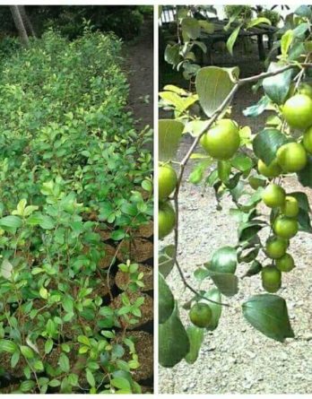 Dijual Bibit Cangkok APEL INDIA Kualitas Super Cepat Berbuah Lebat
