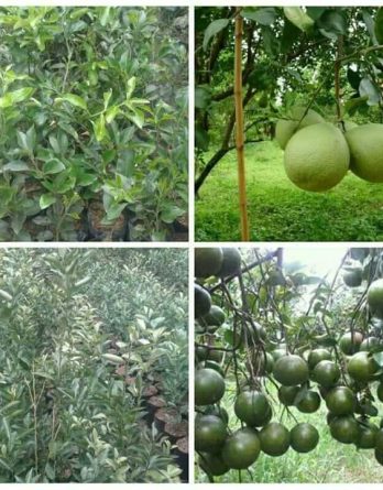 Dijual Bibit Cangkok JERUK BALI Berkualitas Cepat Berbuah
