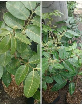 Dijual Bibit Cangkok Kelengkeng Pingpong Cepat Berbuah Lebat