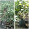 Dijual Bibit Jambu Air Madu Deli Cepat Berbuah Lebat