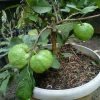 Dijual Bibit Cangkok Jambu Kristal Ijo Murah