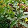 Dijual Bibit Cangkok Jambu Kristal Dalam Pot Sudah Berbuah
