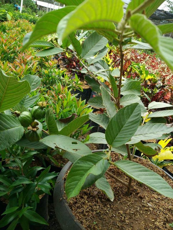 Dijual Bibit Cangkok Jambu Kristal Dalam Pot Sudah Berbuah