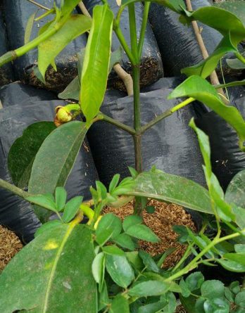 Dijual Bibit Cangkok MANGGIS Siap Berbuah dalam Pot