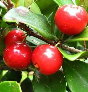 Dijual Bibit Buah Cerry Jenis KYK Cepat Berbuah Lebat