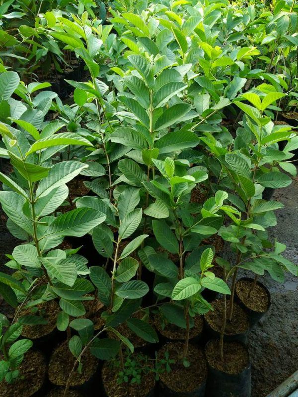 Agen penjualan bibit jambu kristal ijo