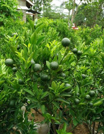 Dijual Bibit Buah Jeruk Manis Cepat Berbuah Lebat