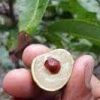 Dijual Bibit Cangkok Buah Kelengkeng 1 Jari Cepat Berbuah Lebat