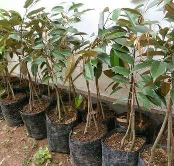 Dijual Bibit Buah DURIAN BAWOR (Durian Kaki Tiga) Berkualitas Tinggi