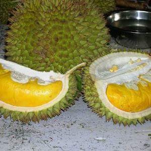 Dijual Bibit Buah DURIAN BAWOR (Durian Kaki Tiga) Berkualitas Tinggi