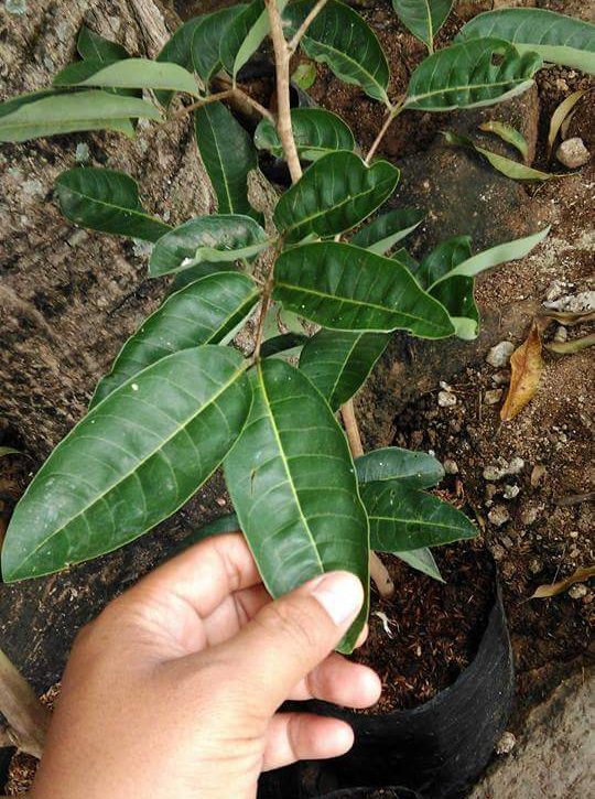 Dijual kelengkeng satu jari murah