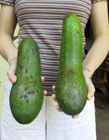 Bibit Alpukat Aligator Super Jumbo