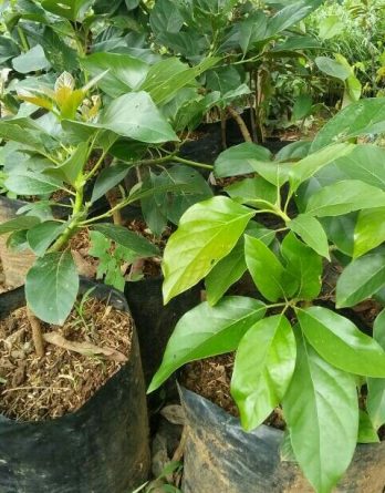 Bibit alpukat mentega super jumbo