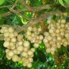 Bibit duku varietas super