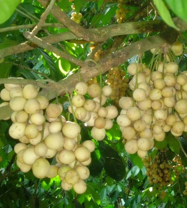 Bibit duku varietas super
