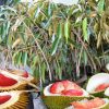bibit durian merah varietas unggul berbuah lebat