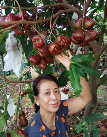 jual Bibit jambu air kingrose berkualitas