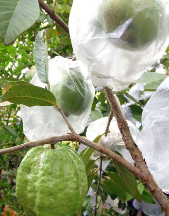 Jual Bibit jambu kristal bagus dan berkualitas