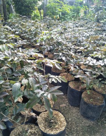 Jual bibit rambutan rapiah murah berkualitas