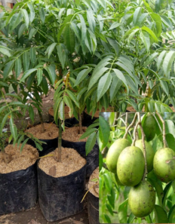 bibit kedondong mini bagus